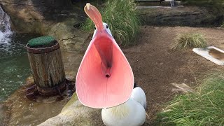 Pelican feeding  Taronga Zoo Sydney Australia [upl. by Melcher850]