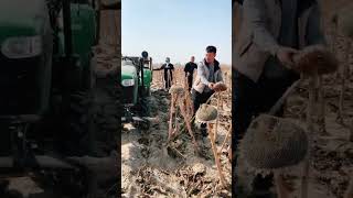 worker happy to harvest season sunflower farming harvest agriculture viral shorts [upl. by Giorgia]