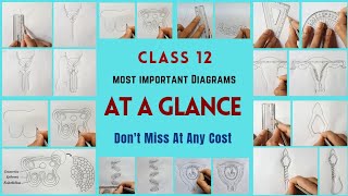 Class 12 most important biology diagrams at a glance  You must practice  Dont miss at any cost [upl. by Yecad]