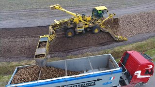 ROPA EURO MAUS 5 loading sugar beet  Zückerrüben überladen  cabview [upl. by Inessa657]