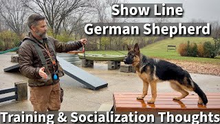 Show Line German Shepherd  Obedience amp Socialization Session [upl. by Eyeleen53]