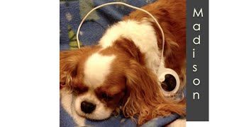 Phantom Scratching in a Cavalier King Charles Spaniel with Syringohydromyelia [upl. by Kaliope601]