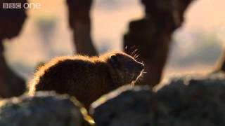 Hyrax sunshield  24 Hours on Earth Preview  BBC One [upl. by Oraneg]