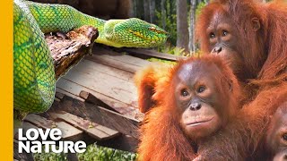 Why Baby Orangutans Must Learn to Fear Snakes  Love Nature [upl. by Tecla711]