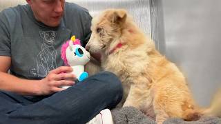 Watch this shelter dog react to her first toy 🥹 [upl. by Simmonds]