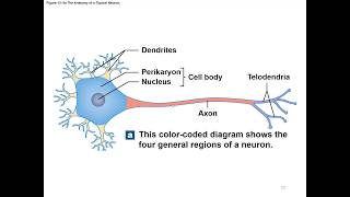 Chapter 12 Nervous Tissue [upl. by Tharp]