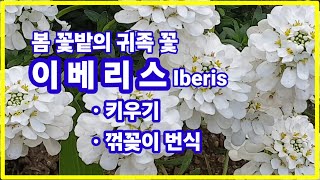 이베리스 Iberis봄 꽃밭의 귀족 꽃특징과 키우기꺾꽂이 번식 [upl. by Yffat806]