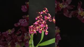 Oncidium New Sharry Baby flowers orchid [upl. by Stu]