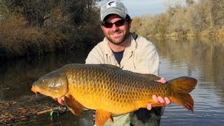 Fly Fishing for Carp  Monster Urban Carp On The Fly  Fly Fishing City of Denver South Platte River [upl. by Antrim816]