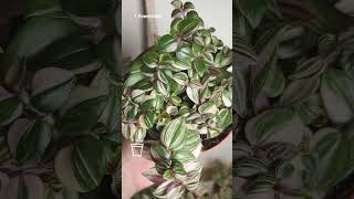 Традесканция флюминенсис Триколор Минима  Tradescantia fluminensis Tricolor Minima FlowersLand [upl. by Lorilee]