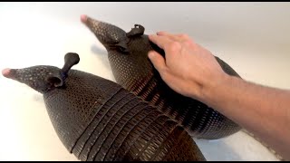 9Banded ARMADILLO BATH TIME Dasypus novemcinctus [upl. by Lucille923]