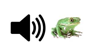 Frog Croaking  Sound Effect  ProSounds [upl. by Naiva]