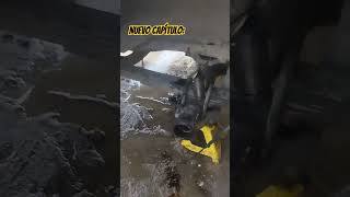 Cambio de retenedor de punta de eje y sigue botando valvulina ❓ Que paso ‼️error mechanic toyota [upl. by Behre878]