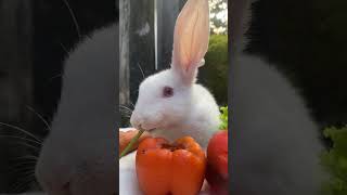 Cute Rabbit eat Vegetables [upl. by Niro]