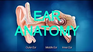 EAR ANATOMY [upl. by Huldah727]