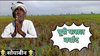 Soybean ki fasal बर्बाद😭 soyabeankikheti kisan 🙏 soyabean 🛖 [upl. by Acceb]