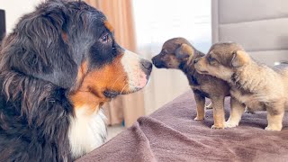 Bernese Mountain Dog Meets Puppies for the First Time [upl. by Kelson]