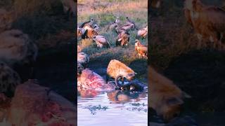 hyena vulture attack big Buffalo 😮 shorts hyena vulture buffalo youtubeshorts trending [upl. by Shirline]