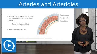 Arteries and Arterioles – Physiology  Lecturio Nursing [upl. by Cati68]