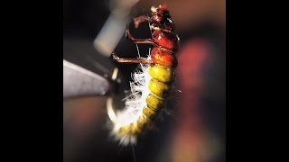 Tying the Hydropsyche Caddis Larvae by Ondrej Rusnak [upl. by Viking]