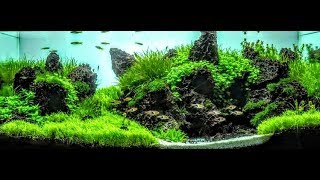 The Secret To Making Plants Bushy And CompactAquascaping [upl. by Ancilin]