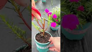 Technique planting and pruning portulaca flowers in pot so beautiful ❤️ portulacaflower flower [upl. by Astor562]