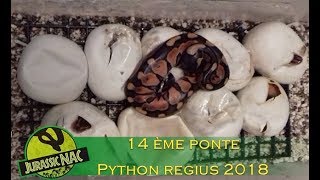 14 ème ponte de Python regius 2018 quotpinstripe enchiquot x quotblack pastelquot [upl. by Aerdnwahs]