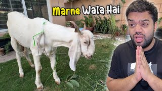 Mera Qurbani Ka Bakra Marne Wala Hai 💔  Kuku Beemaar Ho Geya 😭  Need Prayers 🙏🏻 [upl. by Larrad]