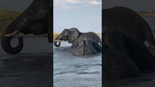 Majestic Elephants Swim Across the Chobe River Botswana to Namibia [upl. by Modie]