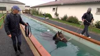 Hipposea une entreprise de balnéothérapie équine près de Lisieux [upl. by Llenoj402]