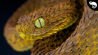 Colubroides The Most Successful Snakes [upl. by Bernita207]