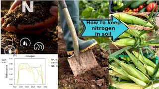 ENG 80 of the nitrogen will escape from the soil if you dont bury it How to retain nitrogen [upl. by Kwan]