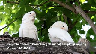 Tanimbar corella Cacatua goffiniana grooming  Changi SG nature birds [upl. by Klimesh]