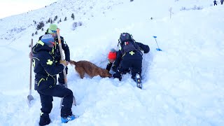 Valmorel  Les maîtres chiens d’avalanches s’entraînent dans la station [upl. by Chyou]