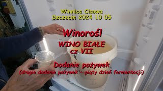 WINOROŚL  WINO BIAŁE cz VII dodanie pożywek II  Winnica Cisowa 2024 10 05 [upl. by Anivram368]