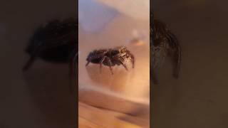 Edzio i kulinarne dylematy 😉 skakun jumpingspider pajak spider arachnophobia [upl. by Gerty208]