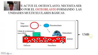 LA OSTEOPOROSIS Histología Fácil Basico [upl. by Rebma114]