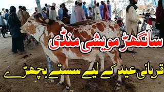 Sanghar cow Mandi  Qurbani Eid 2024 Update [upl. by England]