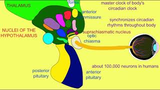 suprachiasmatic nucleus of the hypothalamus [upl. by Gran]