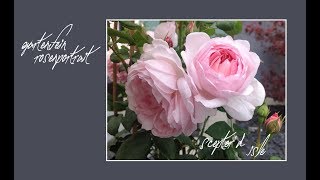 Rose Scepterd Isle  David Austin  gartenfein HD [upl. by Yevrah803]