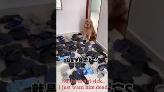 Prank to euthanize my dog Pacific998 [upl. by Yerot879]