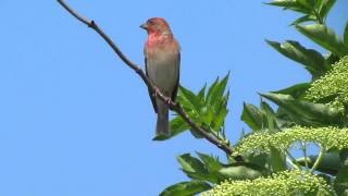 Roodmus  Carpodacus erythrinus [upl. by Aivital65]