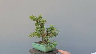 Bonsai Calliandra Branca 9 Anos [upl. by Aved]