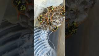 Polistes dominula Jul 1 Are they really aggressive [upl. by Aihtela]