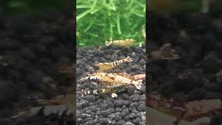 Caridina Tiger  Mariae [upl. by Torie]