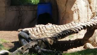 andean bear at the zoo [upl. by Cyndie692]