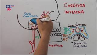 VASCULARIZACION ARTERIAL ENCEFALICA PARTE 1 carotida interna [upl. by Ybreh]