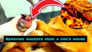 maggots remove in dogsremoving maggots in dogsMaggots remove from Dogs StepbyStep Guides Tips [upl. by Foscalina]