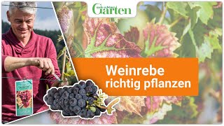 Expertenwissen Weinrebe erfolgreich pflanzen  Gartentipps für eine ertragreiche Ernte [upl. by Colbye121]