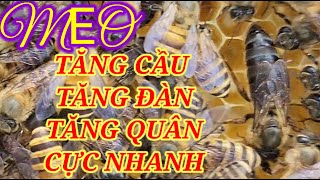 MẸO TĂNG CẦU ĐÀN QUÂN CỰC NHANH [upl. by Victor]